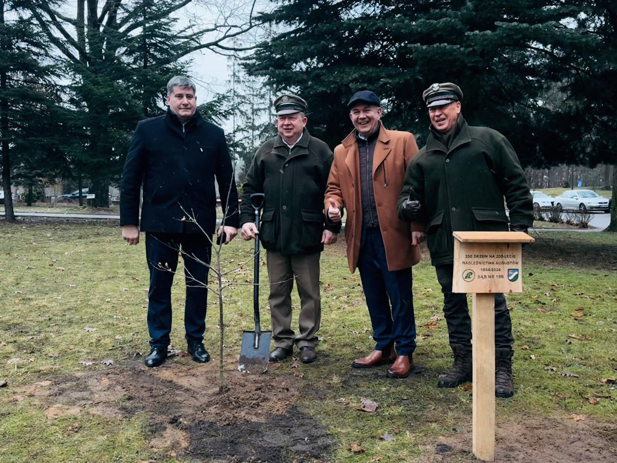 Dąb na terenie ACE